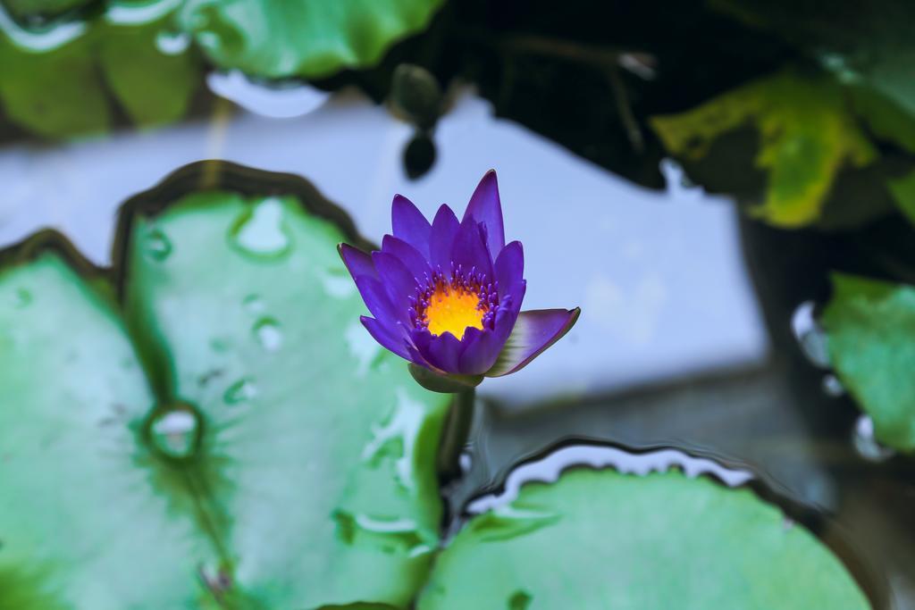 Village Love Homestay Хойан Экстерьер фото